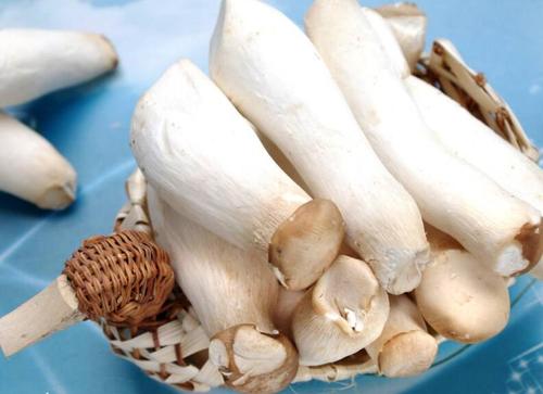 杏鲍菇煮几分钟能熟