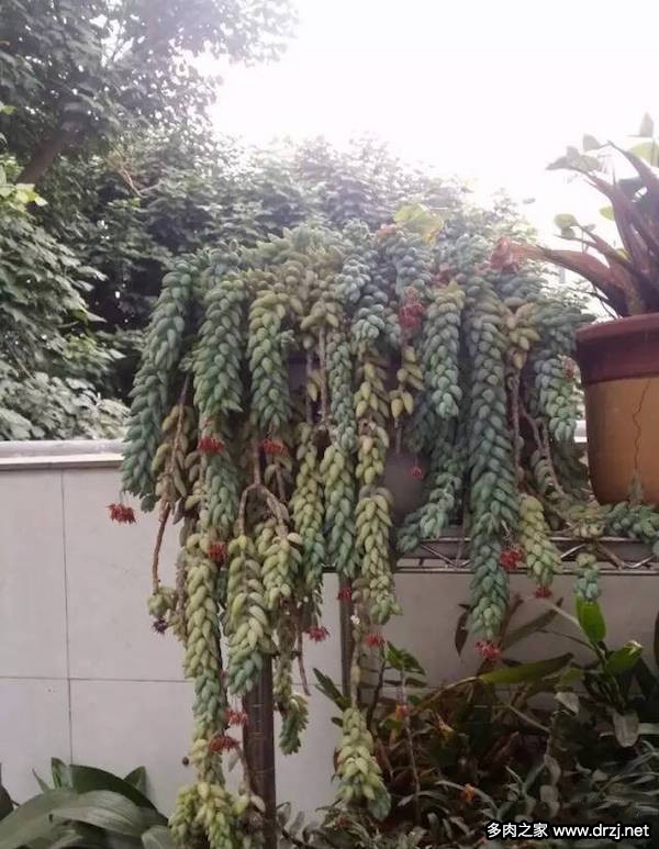 1000种多肉植物图鉴图片
