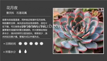 1000种多肉植物图鉴图片