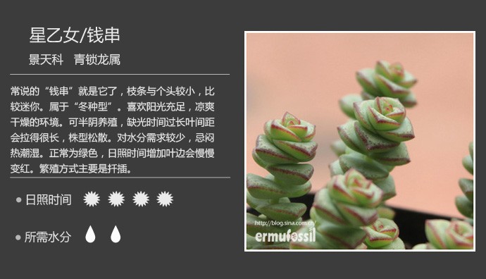 多肉植物品种大全图解图片