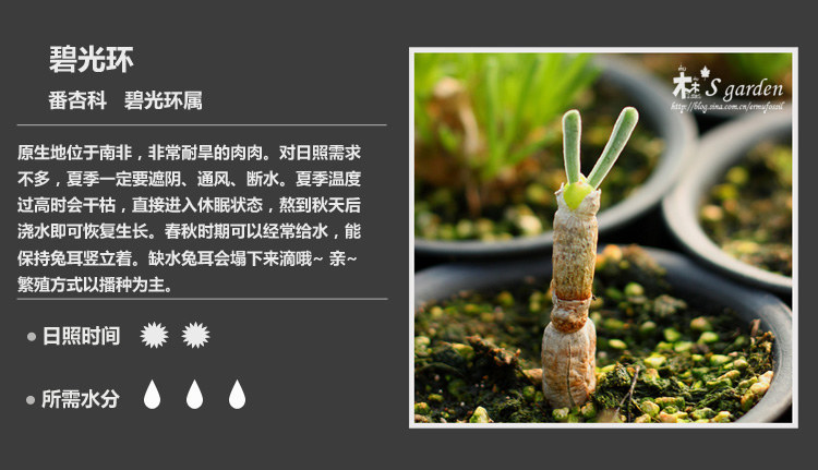 多肉植物品种大全图解图片