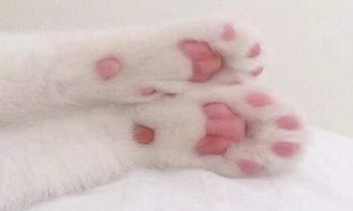 为什么好多人被猫抓不打疫苗 哪种情况是一定要打疫苗的？