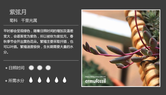 多肉植物品种大全图解图片