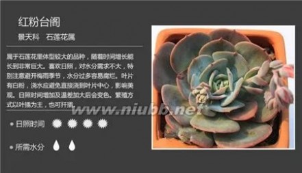 1000种多肉植物图鉴图片
