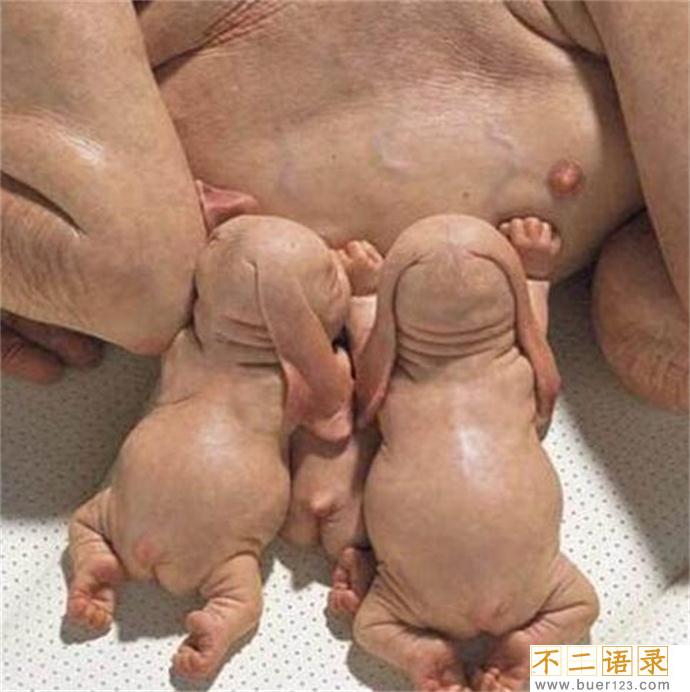 云南山村发生诡异怪事 母猪竟生下8个小孩的真相图片