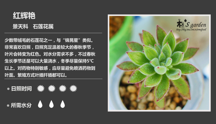 多肉植物品种大全图解图片