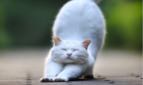 猫吃鱼会卡刺吗？养猫人士需要知道这一点图片