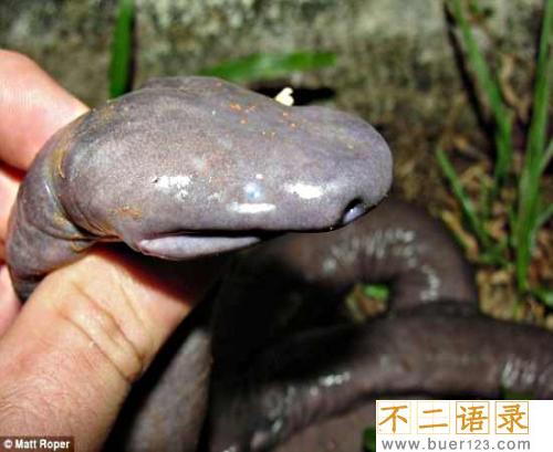 世界上最小的鸡鸡蛇 外形真的太让人害羞图片