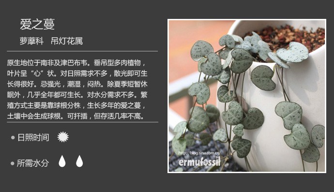 多肉植物品种大全图解图片
