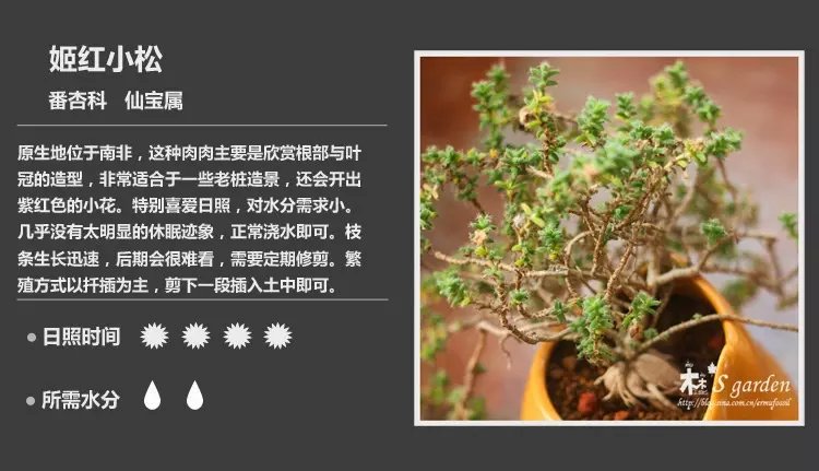 多肉植物品种大全图解图片