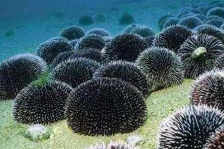 海胆几种常见吃法  营养价值全都保留住了