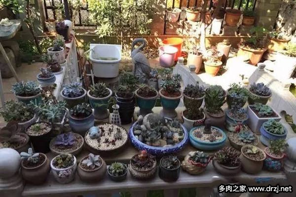 1000种多肉植物图鉴图片