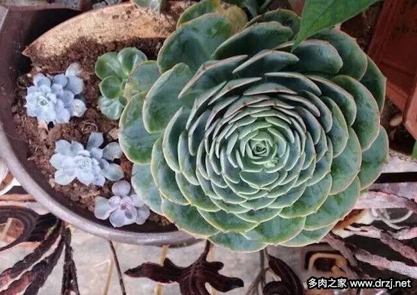 1000种多肉植物图鉴图片