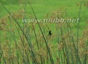 1000种多肉植物图鉴图片