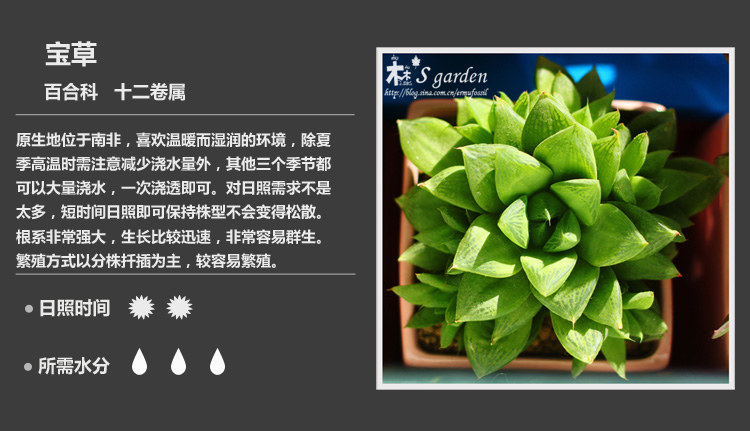 多肉植物品种大全图解图片