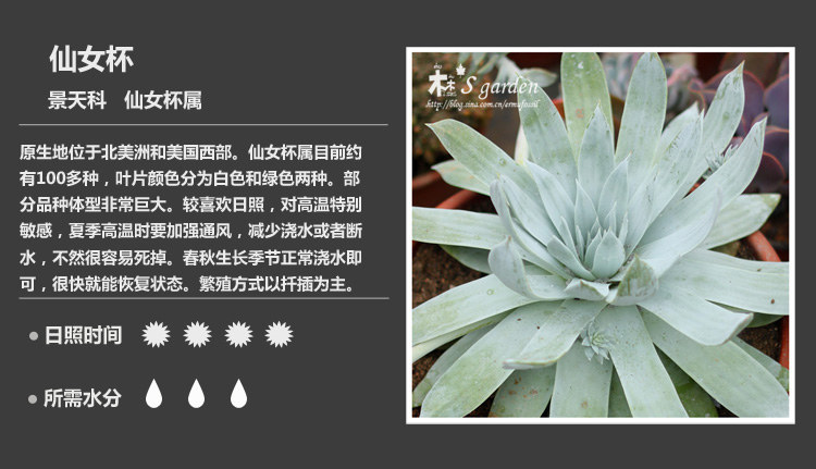 多肉植物品种大全图解图片