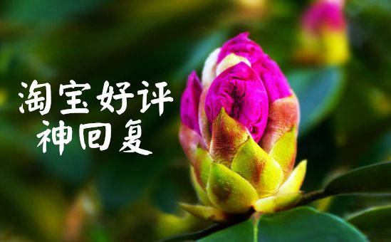淘宝好评回复语句大全图片