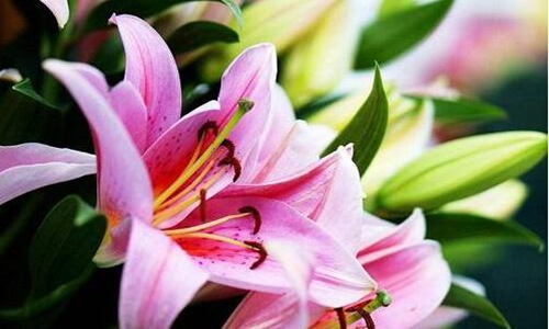 38妇女节送什么花?根据关系来送图片