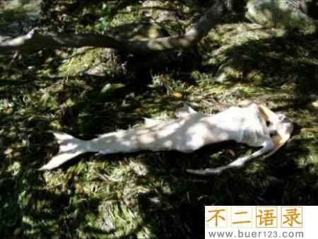 美人鱼真的存在吗？真相告诉你世界上有没有美人鱼图片
