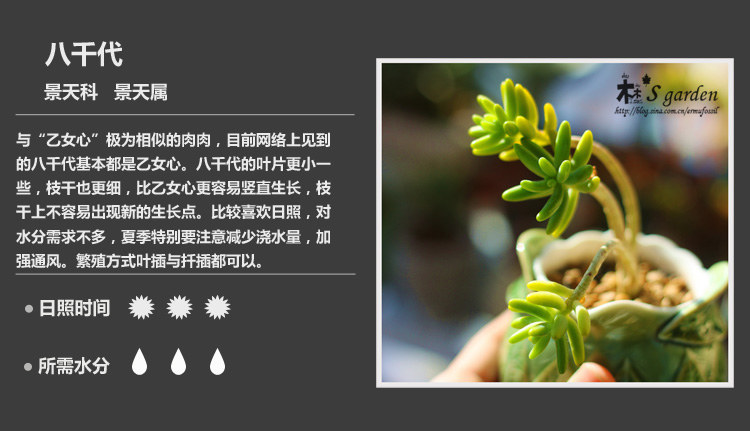多肉植物品种大全图解图片