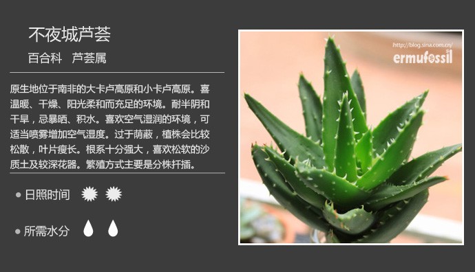 多肉植物品种大全图解图片