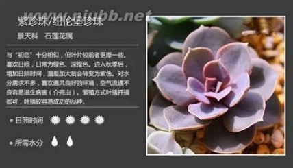 1000种多肉植物图鉴图片