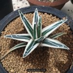 多肉植物品种大全图解图片