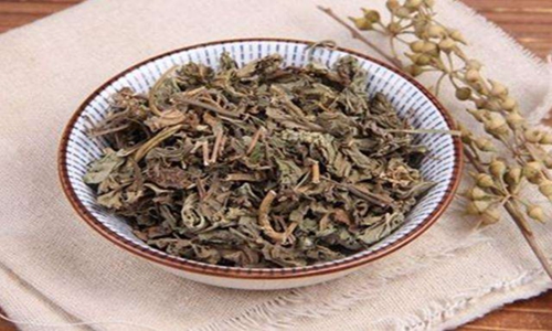 车前草有什么药用功效，车前草图片图片