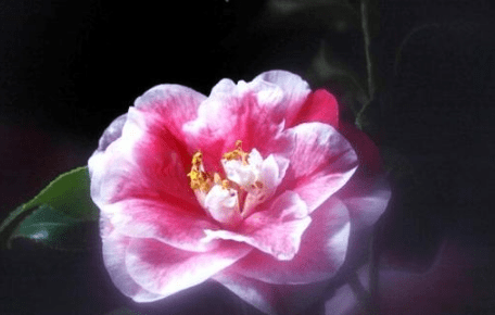 关于百花盛开的唯美诗句 百亩庭中半是苔，桃花净尽菜花开图片