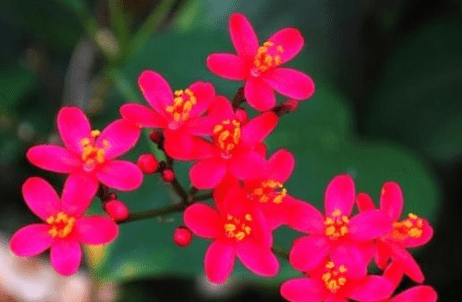 关于迎春花的唯美诗句:浅艳侔莺羽，纤条结菟丝