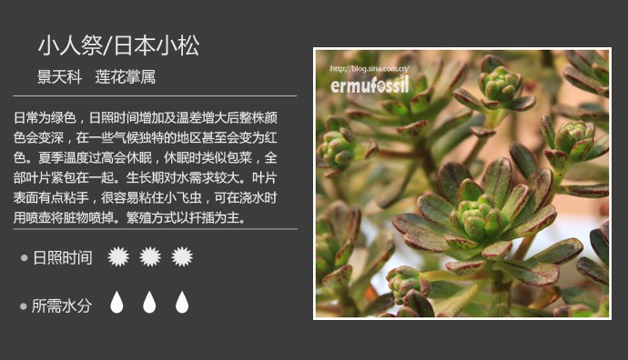 多肉植物品种大全图解图片