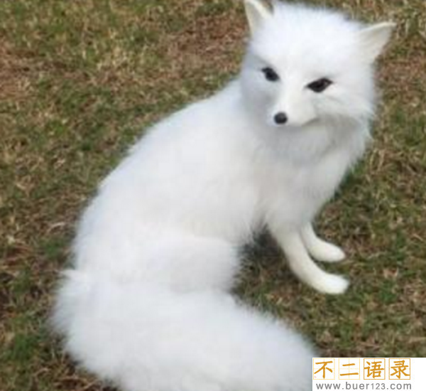民间为什么要供奉狐仙?身上带狐仙的人的特征(封建迷信)图片