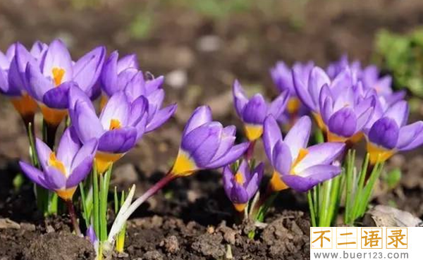 传说中的花有哪些?盘点上古八大奇花(附图片)图片