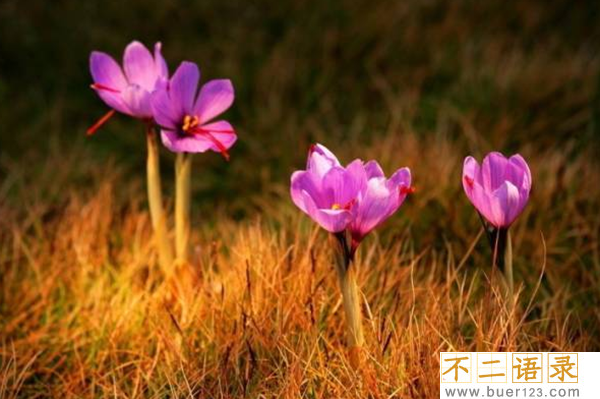传说中的花有哪些?盘点上古八大奇花(附图片)图片
