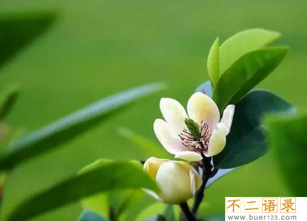 传说中的花有哪些?盘点上古八大奇花(附图片)图片