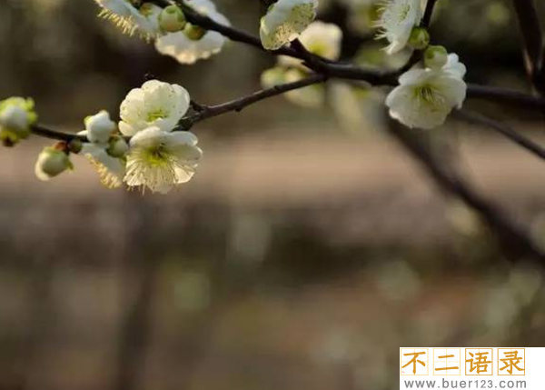 传说中的花有哪些?盘点上古八大奇花(附图片)图片