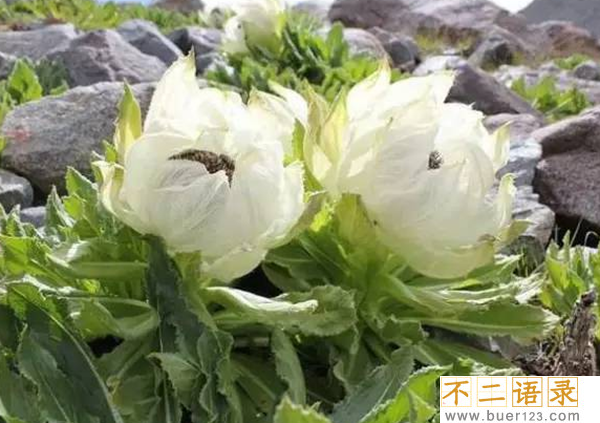 传说中的花有哪些?盘点上古八大奇花(附图片)图片