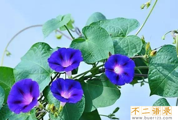 传说中的花有哪些?盘点上古八大奇花(附图片)图片