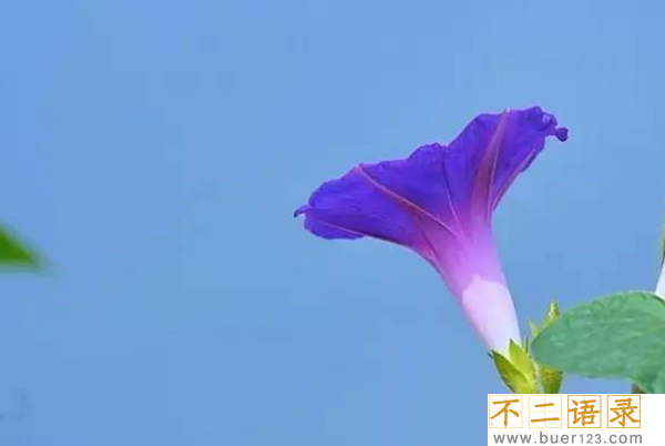 传说中的花有哪些?盘点上古八大奇花(附图片)图片