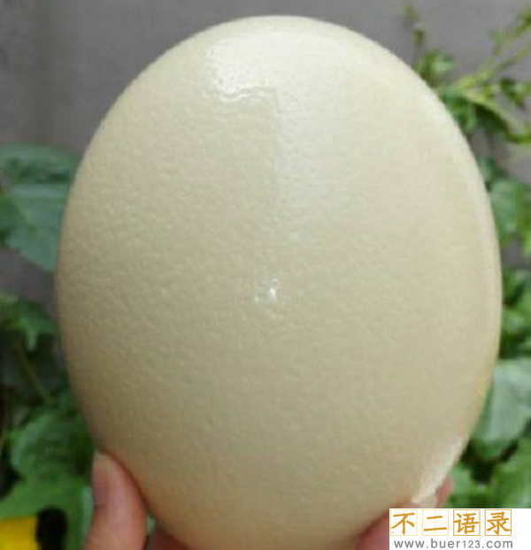 鸵鸟蛋最大有多重?揭秘世界上最大的鸵鸟蛋图片