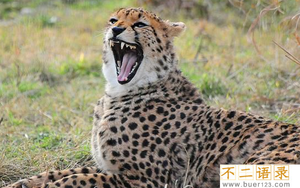 关于猎豹的十大生活特征,豹子的速度为什么这么快？图片