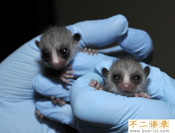 狐猴的尾巴有什么作用?狐猴的十大生活习性图片