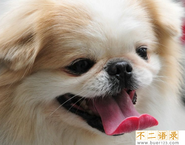 养狗的人容易得癌症?新手养狗十大基础知识(必看)图片