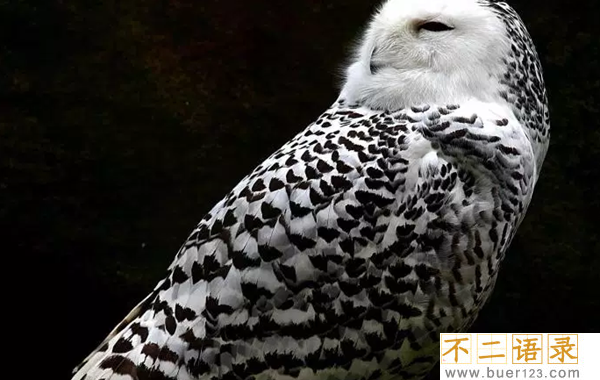 世界上最美丽的10种白鸟 没见过的可亏大了!(图片曝光)图片