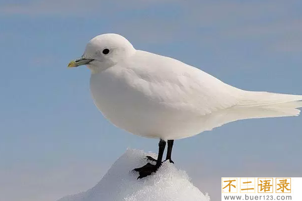 世界上最美丽的10种白鸟 没见过的可亏大了!(图片曝光)图片