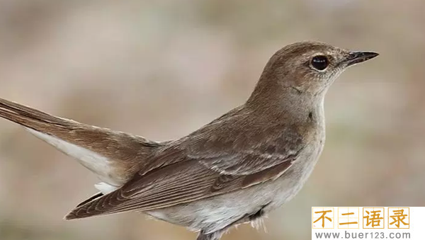盘点唱歌最好听的10种鸟 个个堪比歌唱巨星图片