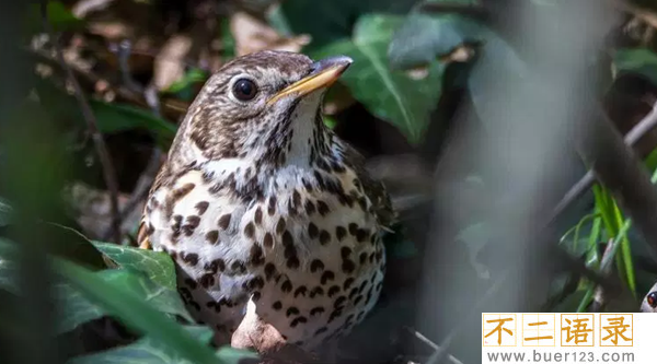 盘点唱歌最好听的10种鸟 个个堪比歌唱巨星图片
