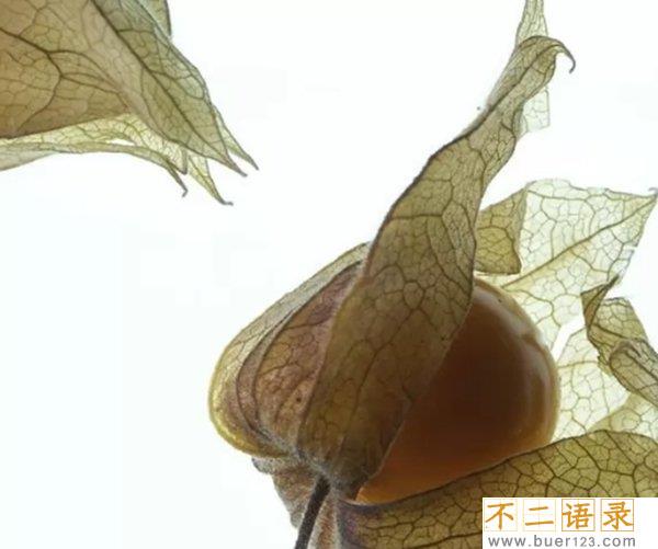 不常见的水果有哪些?10种不常见的奇葩水果(带图)