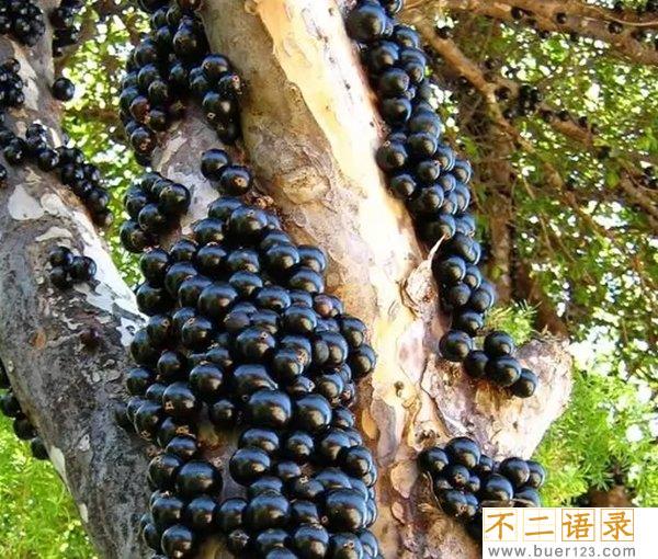 不常见的水果有哪些?10种不常见的奇葩水果(带图)图片