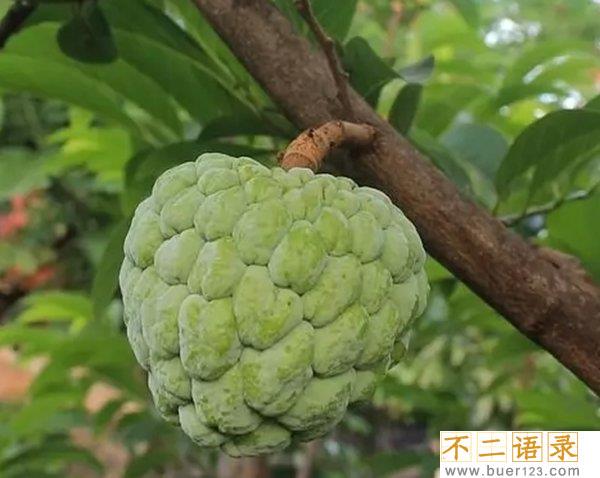 不常见的水果有哪些?10种不常见的奇葩水果(带图)图片